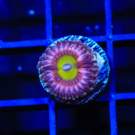 Pink Hippo Zoanthids Coral