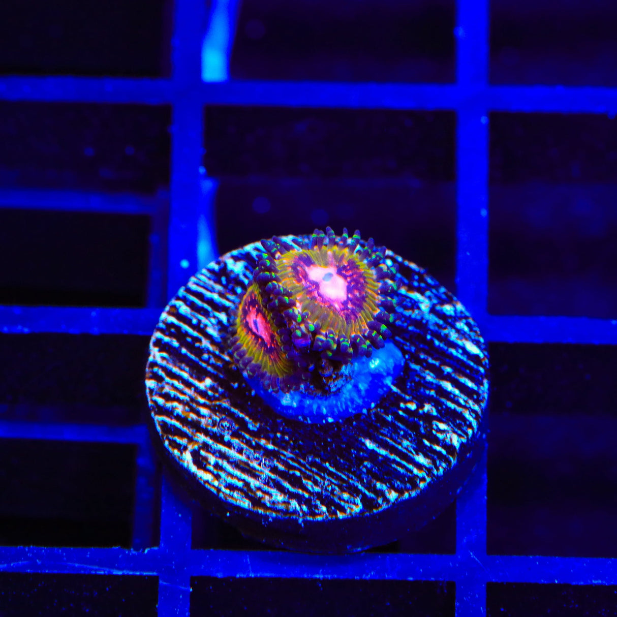 Pink Krak Zoanthids Coral