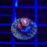 Pink Krak Zoanthids Coral