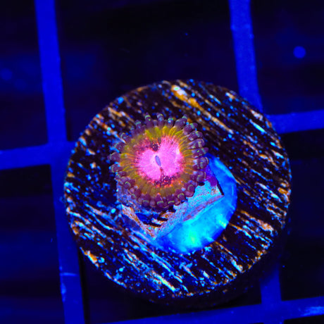 Pink Krak Zoanthids Coral