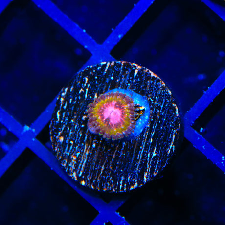 Pink Krak Zoanthids Coral