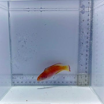 Pink Margin Wrasse Fish