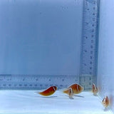 Pink Skunk School Clownfish