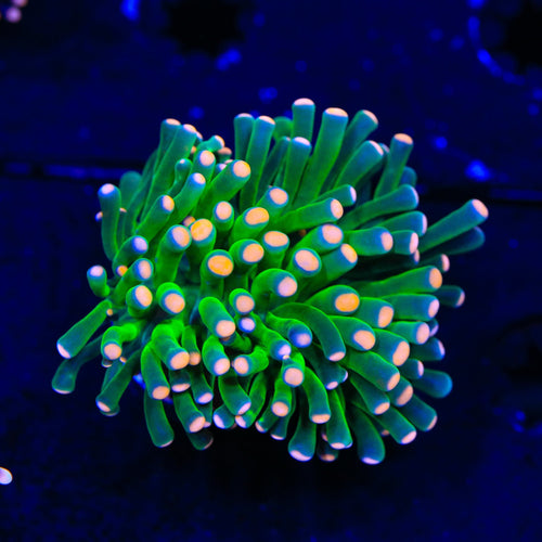 Pink Tip Cristata Coral