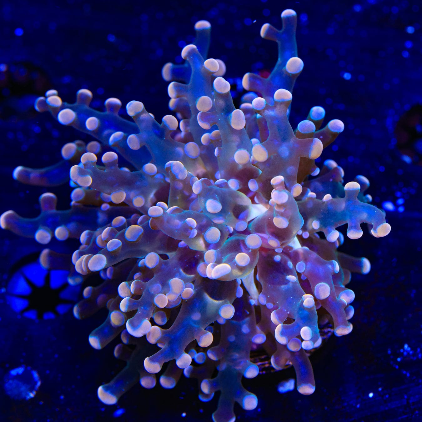 Pink Frogspawn Coral – Top Shelf Aquatics