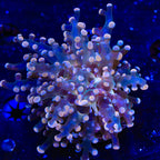 Pink Tip Frogspawn Coral