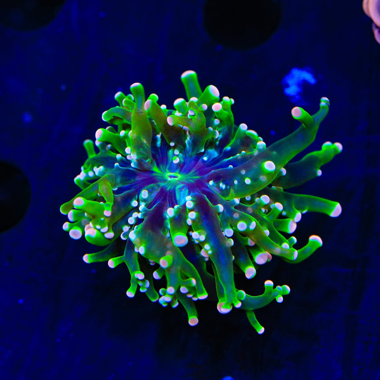 Pink Tip Frogspawn Coral