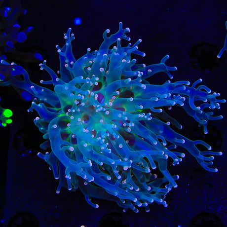 Pink Tip Frogspawn Coral