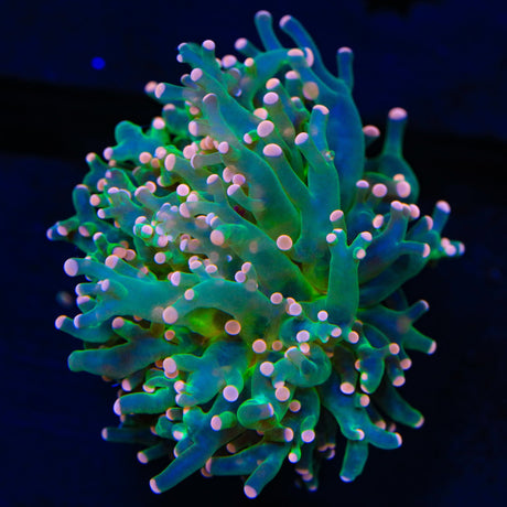 Pink Tip Frogspawn Coral