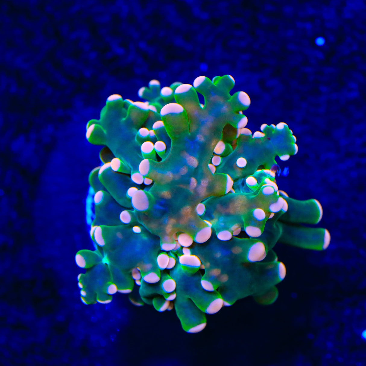 Pink Tip Frogspawn Coral
