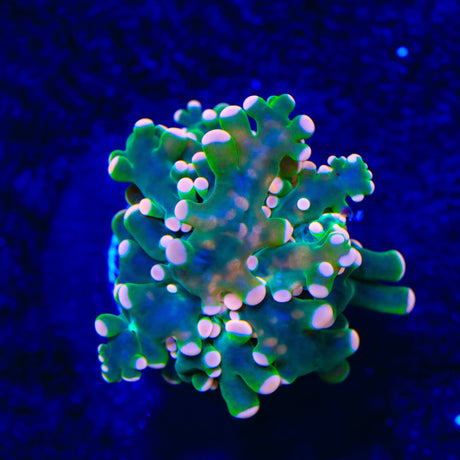 Pink Tip Frogspawn Coral