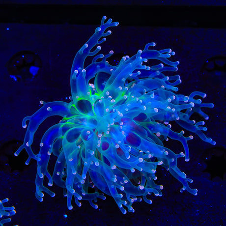 Pink Tip Frogspawn Coral