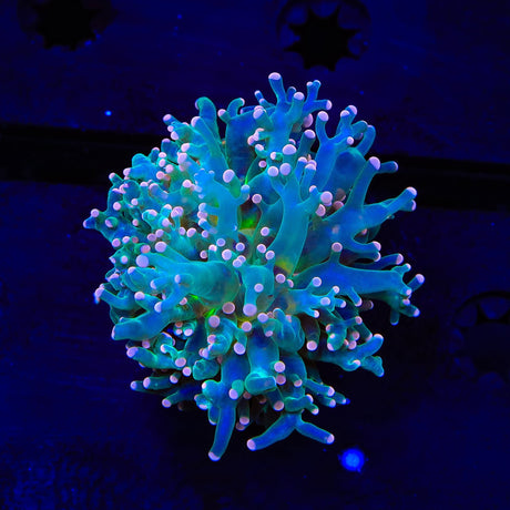 Pink Tip Frogspawn Coral