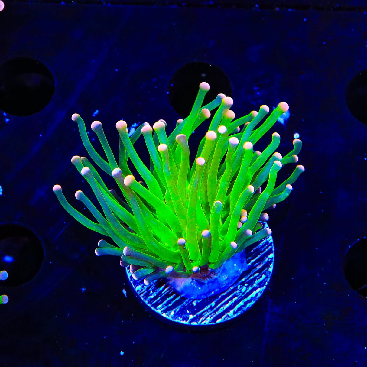 Pink Tip Torch Coral