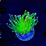 Pink Tip Torch Coral