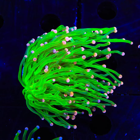 Pink Tip Torch Coral
