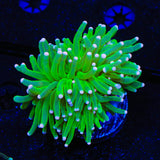 Pink Tip Torch Coral