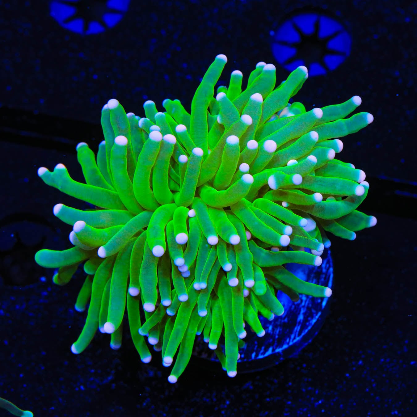 Pink Tip Torch Coral