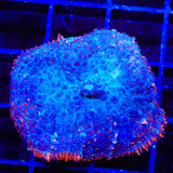 Pink UFO Mushroom Coral