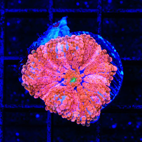 Pink Ultra Yuma Coral