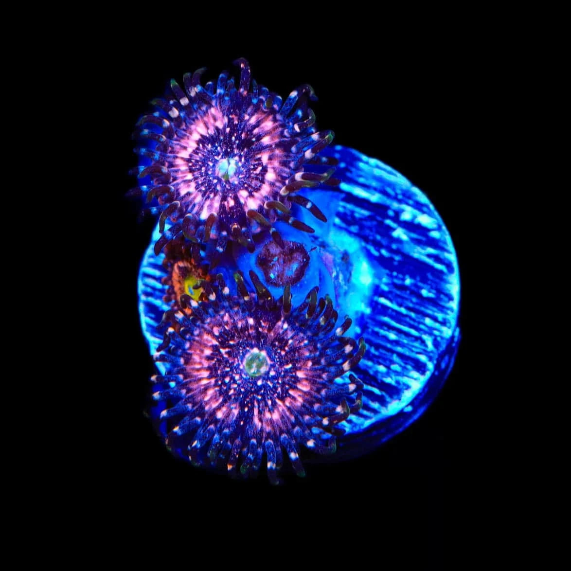 Pink Zipper Zoanthids Coral