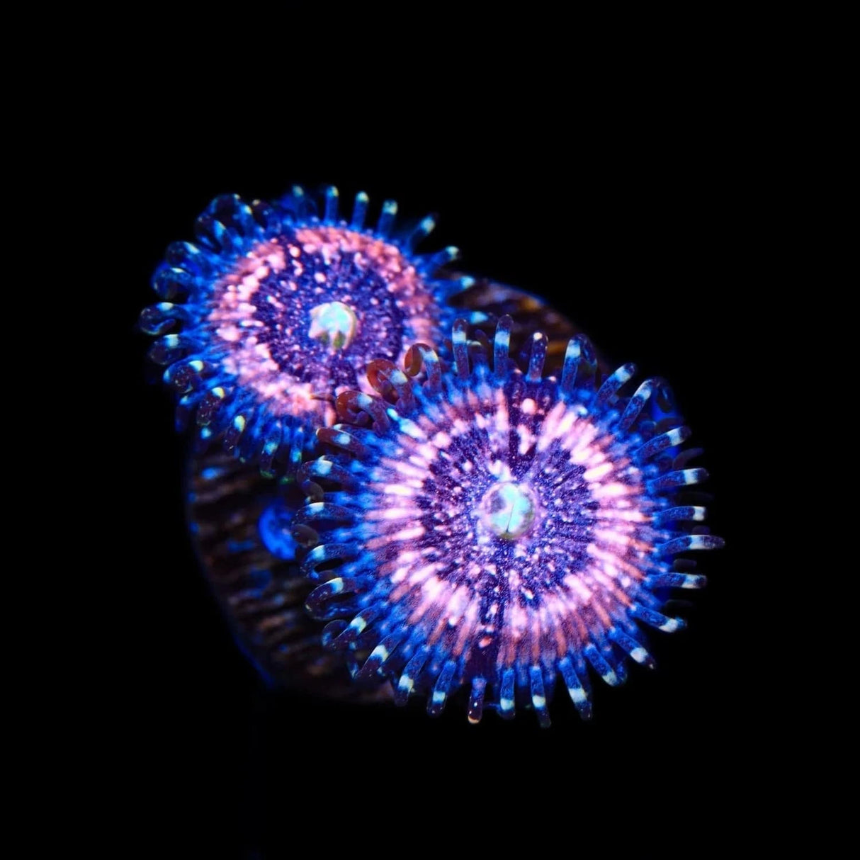 Pink Zipper Zoanthids Coral