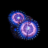 Pink Zipper Zoanthids Coral