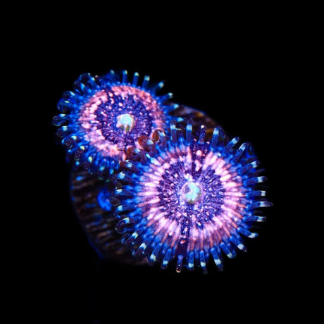 Pink Zipper Zoanthids Coral