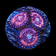 Pink Zipper Zoanthids Coral