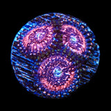 Pink Zipper Zoanthids Coral