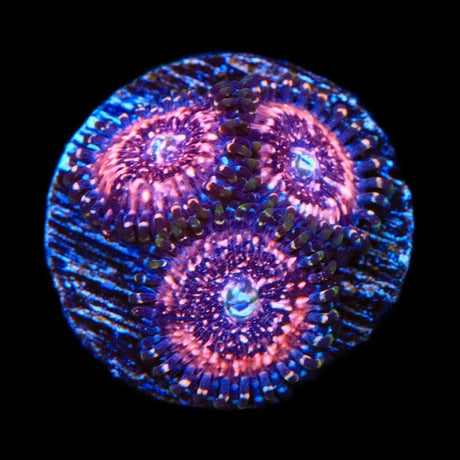 Pink Zipper Zoanthids Coral