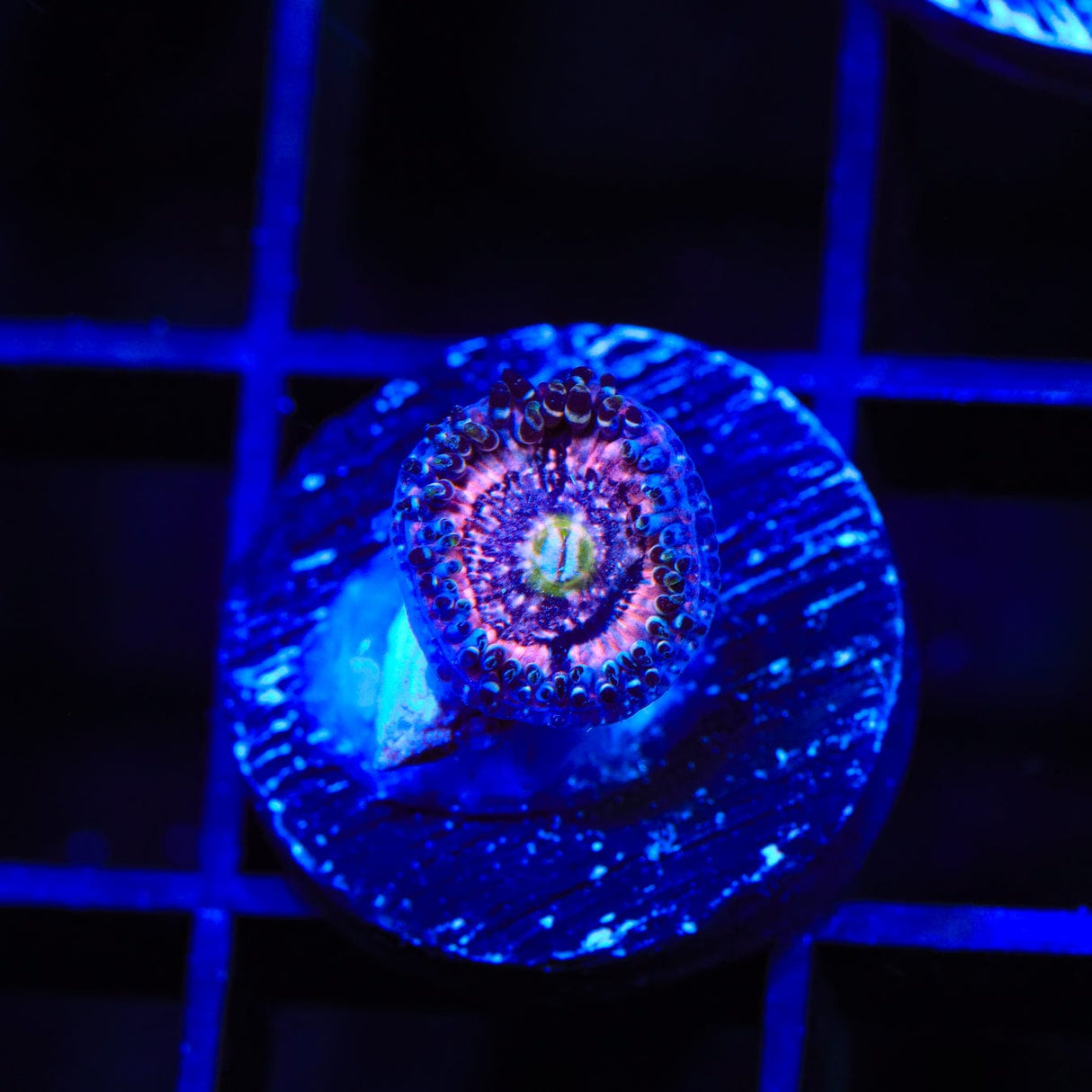 Pink Zipper Zoanthids Coral
