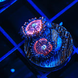 Pink Zipper Zoanthids Coral