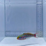 Pinkface Wrasse Fish