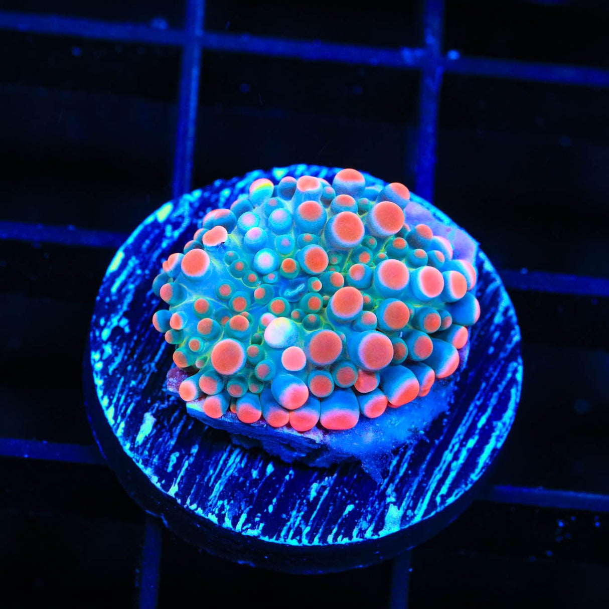 Pinky and the Brain Yuma Coral