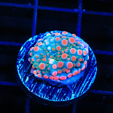 Pinky and the Brain Yuma Coral