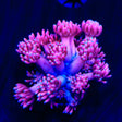 Pinky Goniopora Coral