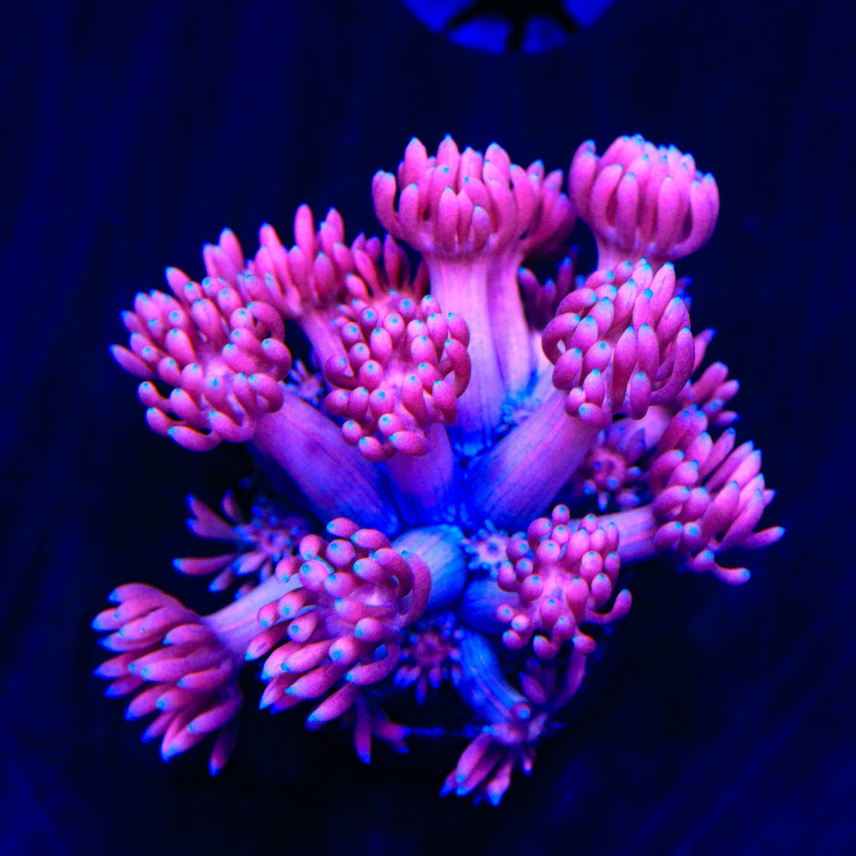 Pinky Goniopora Coral