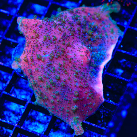 Pinky Umbrella Mushroom Coral