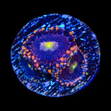 Pinwheel Zoanthids Coral