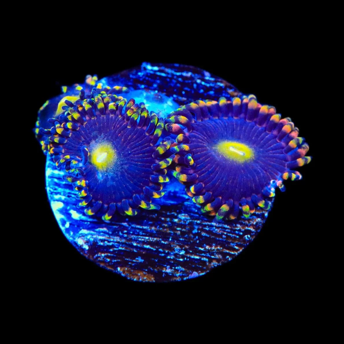 Pinwheel Zoanthids Coral