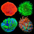 Plate Coral Frag Pack