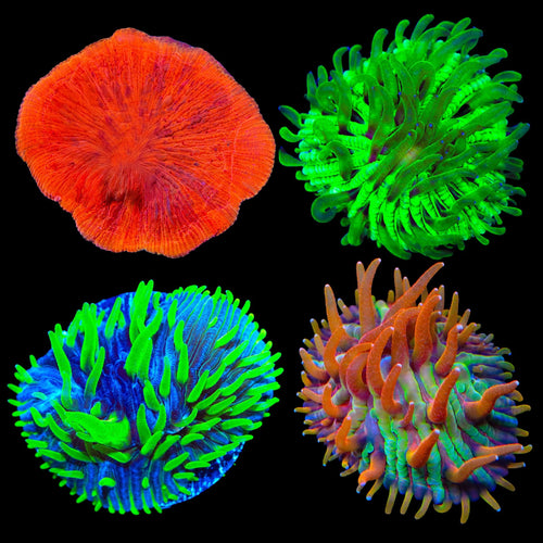 Plate Coral Frag Pack