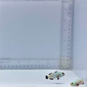 Platinum Pair Clownfish (Amphiprion percula)