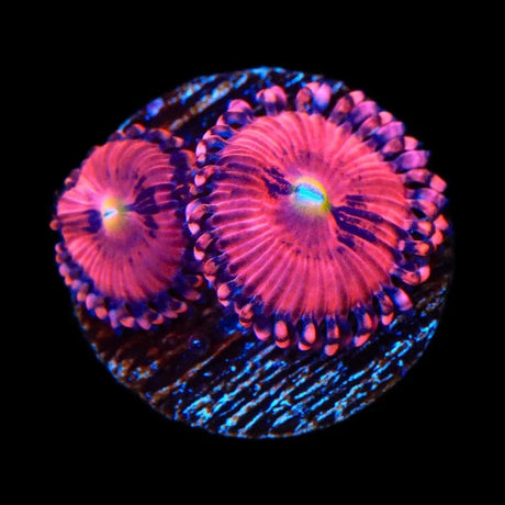 Playboy Bunny Zoanthids Coral