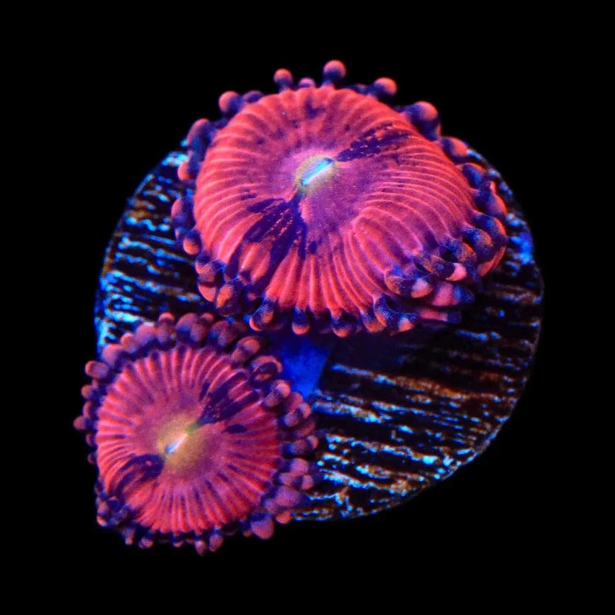 Playboy Bunny Zoanthids Coral