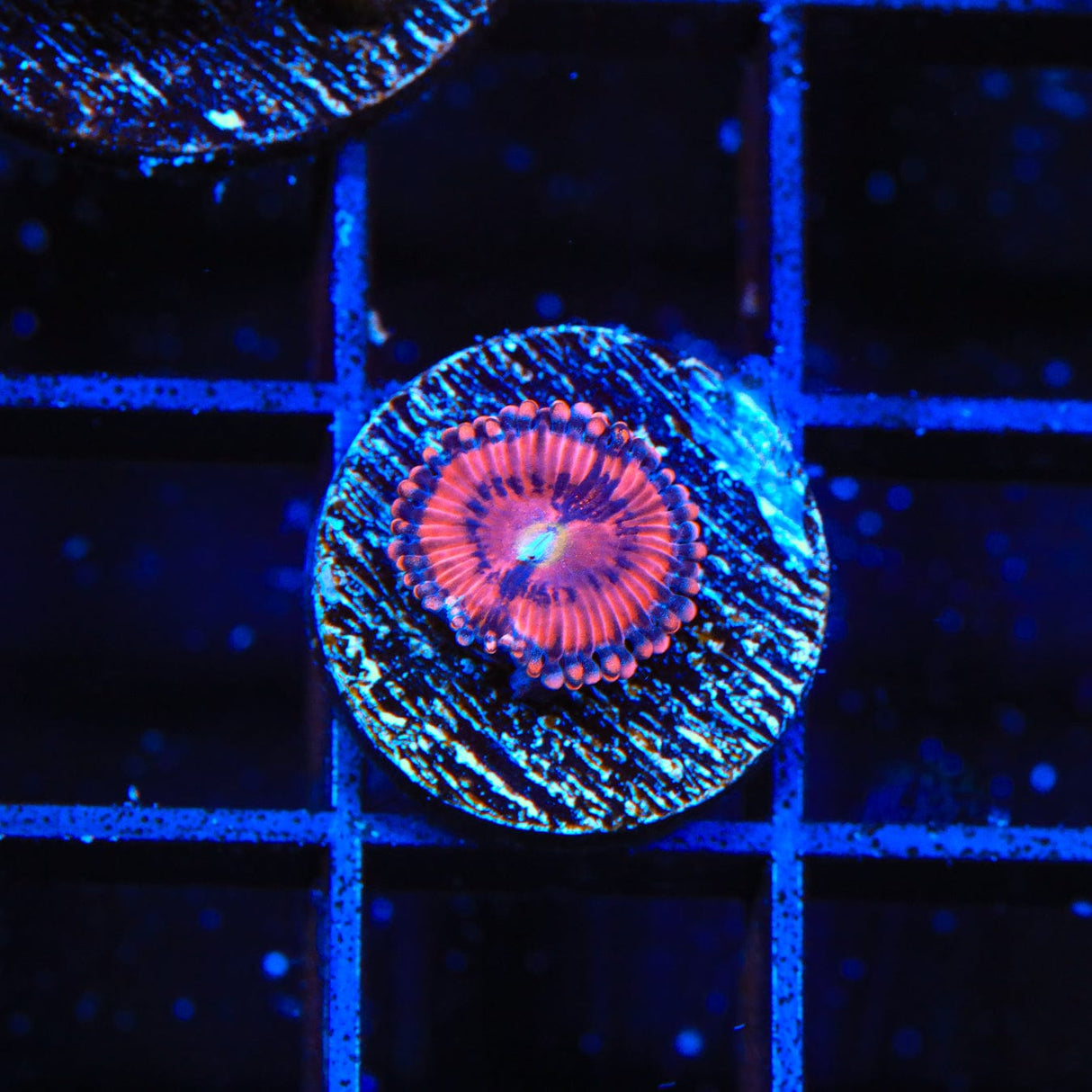 Playboy Bunny Zoanthids Coral