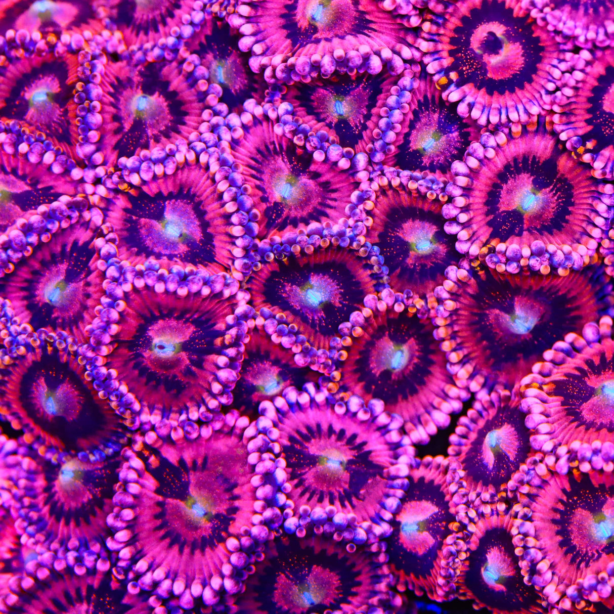 Playboy Bunny Zoanthids Coral