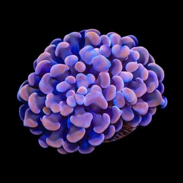Plum Hammer Coral