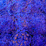 Plum Hammer Coral